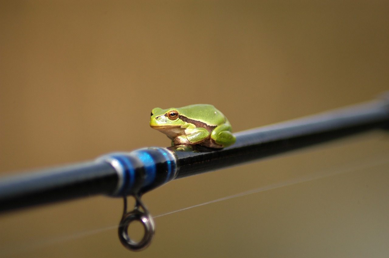 Best Frog Rod