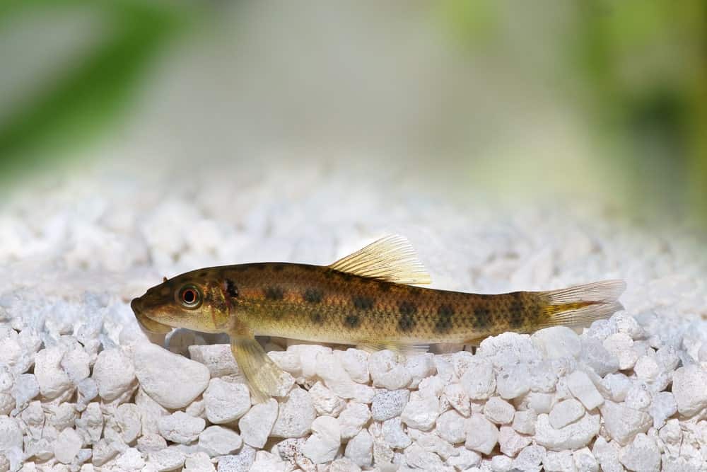 Chinese Algae Eater - Type of catfish